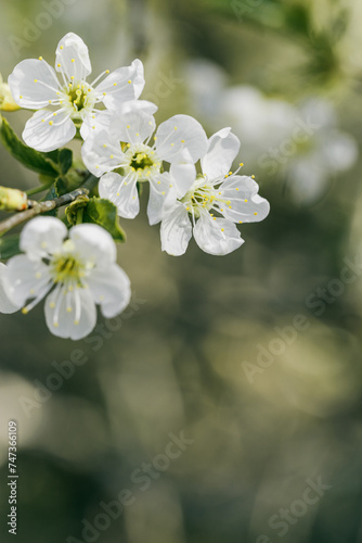 Apple blossom over nature blurred background, beautiful spring white flowers, empty space, delicate blooms on branch outdoors, soft focus, pale earht color photo, aesthetic minimal nature