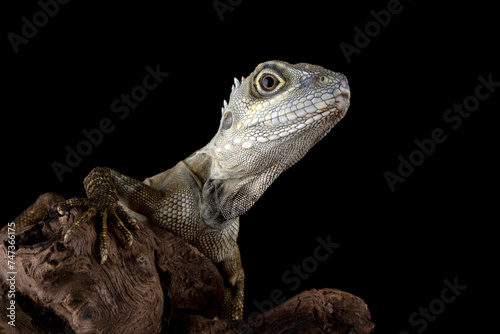 Angle-headed Forest Dragon or Hypsilurus magnus is a new species of lizard found in Indonesia and Papua New Guinea. photo