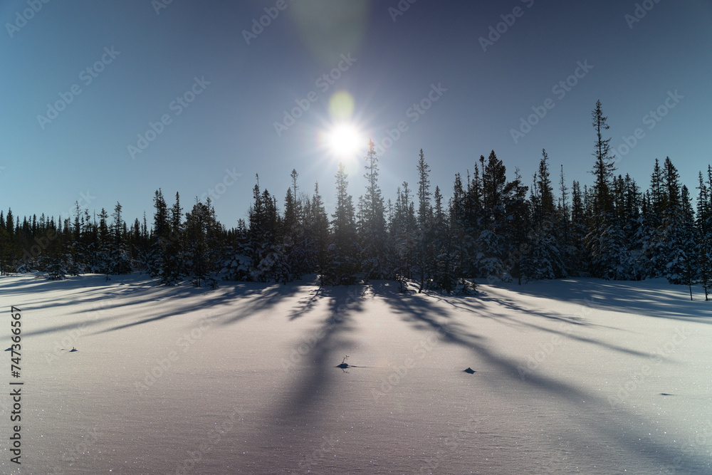 Swedish Winter Wonderland: Sunlit Snowy Wilderness with Majestic Fir Trees in Northern Europe