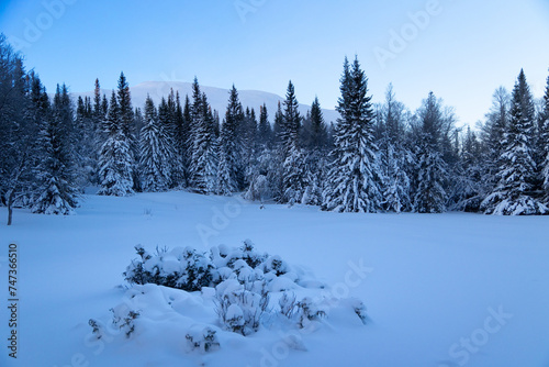 Swedish Winter Wonderland: Sunlit Snowy Wilderness with Majestic Fir Trees in Northern Europe © dachux21