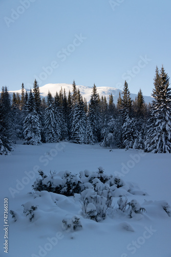 Swedish Winter Wonderland: Sunlit Snowy Wilderness with Majestic Fir Trees in Northern Europe