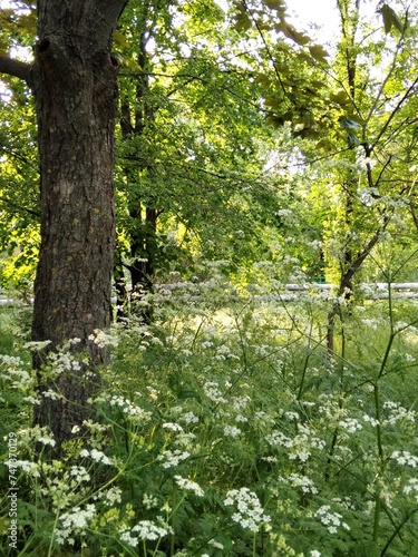 Fototapeta Naklejka Na Ścianę i Meble -  Blooming green herbs on a May day.