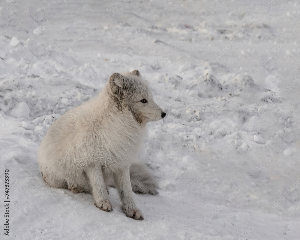 Life of Arctic foxes in the northern winter tundra. White and fluffy polar foxes hunting and playing in the snow. Wild fauna of the polar region on the Arctic islands Life of Arctic foxes in the northern winter tundra. White and fluffy polar foxes hunting and playing in the snow. Wild fauna of the polar region on the Arctic islands