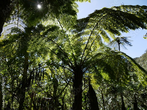 Tropical rainforest of endemic tree ferns in Reunion island photo