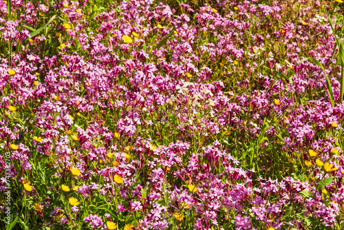 Flowers close up pink and yellow color ,spring time