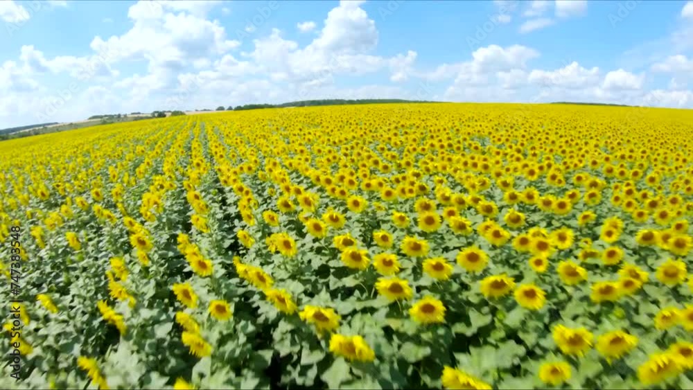 Drone fly above of meadow with blooming sunflowers. Aerial shot of farmland with yellow agricultural plants at sunny summer day. Scenic countryside landscape. Beautiful nature scene. Farming concept Drone fly above of meadow with blooming sunflowers. Aerial shot of farmland with yellow agricultural plants at sunny summer day. Scenic countryside landscape. Beautiful nature scene. Farming concept