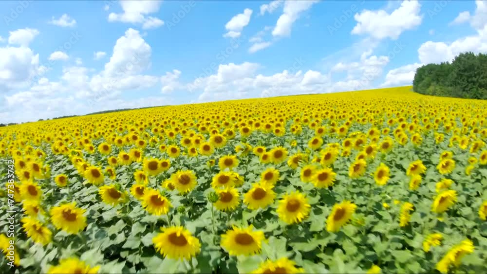 Drone fly above of meadow with blooming sunflowers. Aerial shot of farmland with yellow agricultural plants at sunny summer day. Scenic countryside landscape. Beautiful nature scene. Farming concept