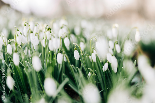 Snowdrops