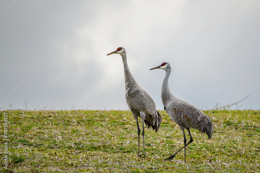 Fototapeta premium Sandhill Cranes in harvested field