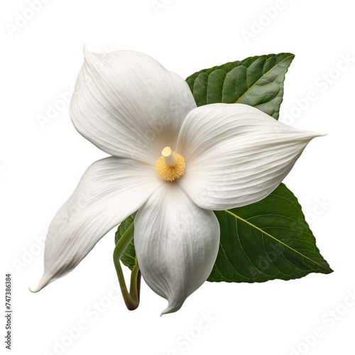 white trillium isolated on transparent background  png