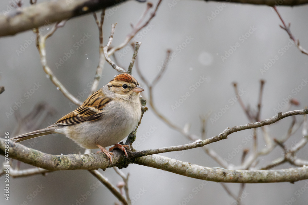 Chipping Sparrow perched on branch