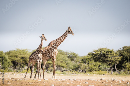 giraffes in wildlife  safari in etosha namibia africa
