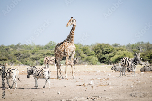 giraffes in wildlife, safari in etosha namibia africa