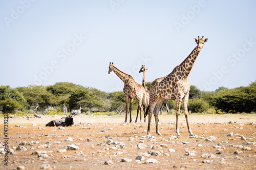 giraffes in wildlife  safari in etosha namibia africa
