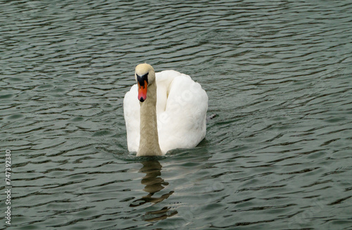 swan on the lake