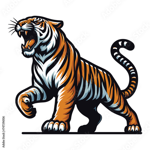 Wild roaring tiger full body vector illustration  zoology illustration  animal predator big cat design template isolated on white background