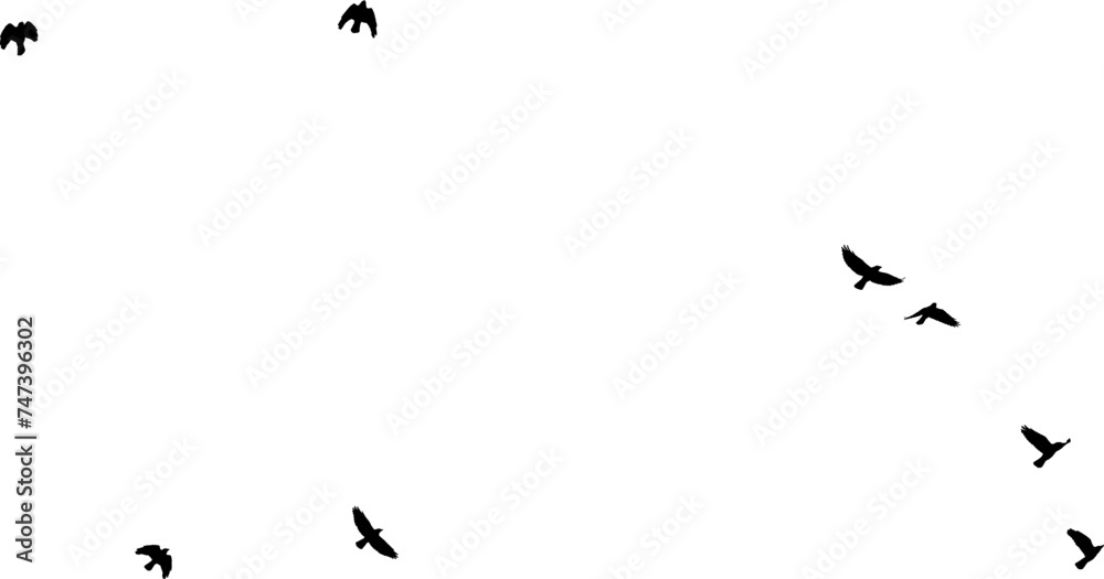 Nuée d'Oiseaux en vol, vecteur noir fond transparent  - obrazy, fototapety, plakaty 
