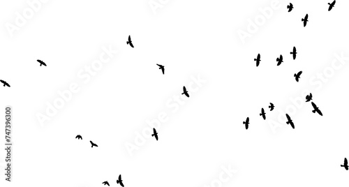 Nuée d'Oiseaux en vol, vecteur noir fond transparent 