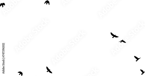 Nuée d'Oiseaux en vol, vecteur noir fond transparent  photo