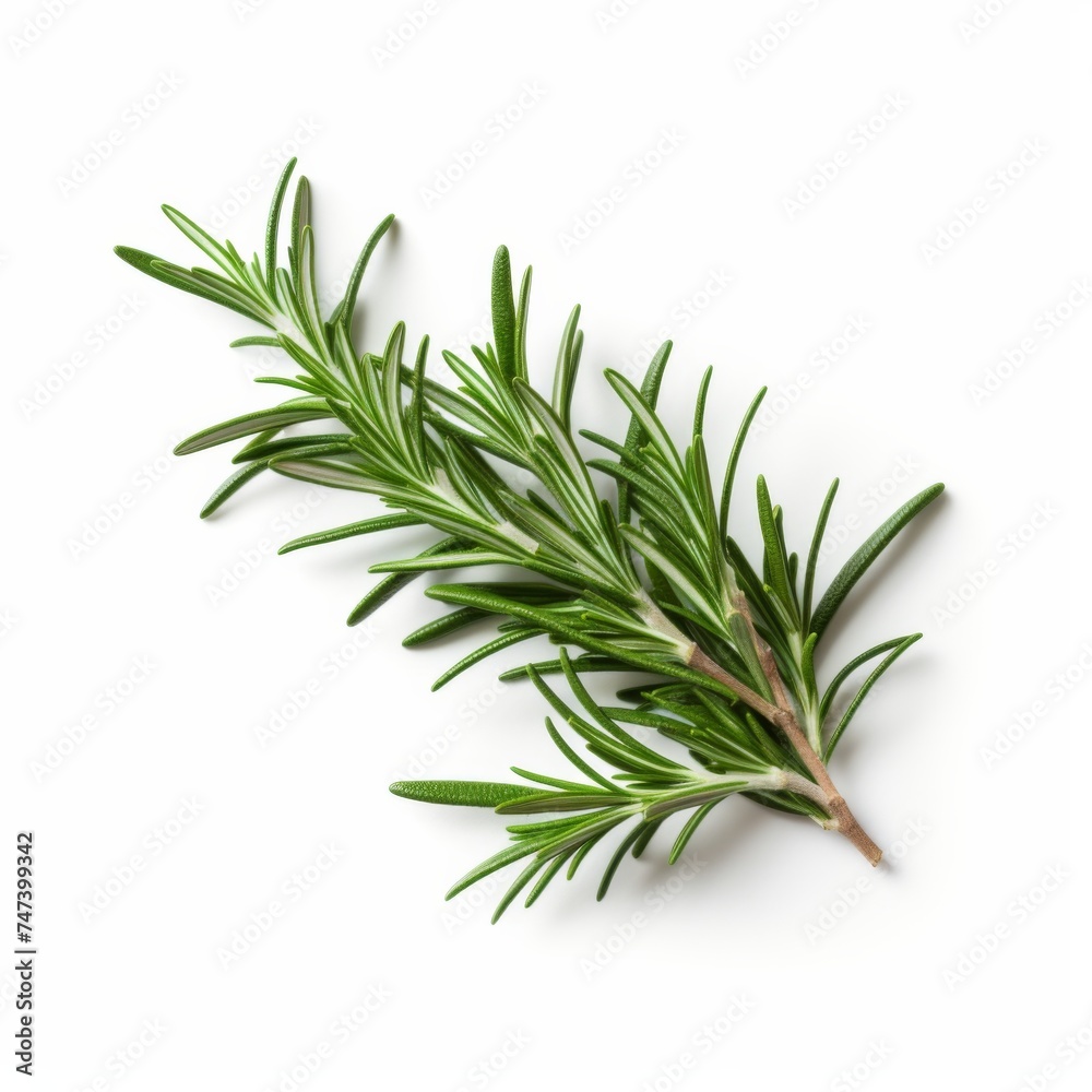 Fresh rosemary on a white background. Fresh rosemary on a white background.