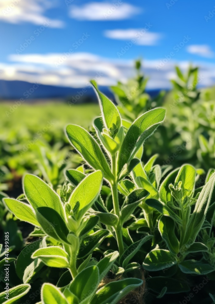Fresh sage growing in a field on a nice sunny day. Fresh sage growing in a field on a nice sunny day.
