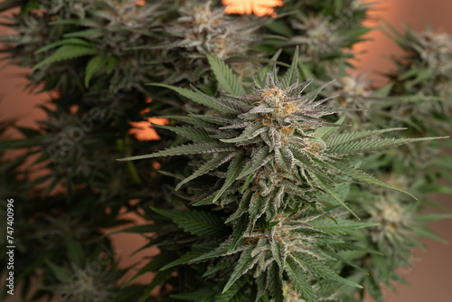 Cannabis Bud, Flower photo