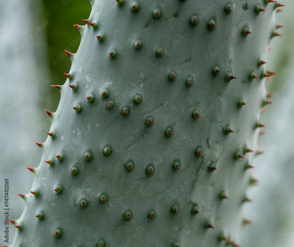 prickly cactus