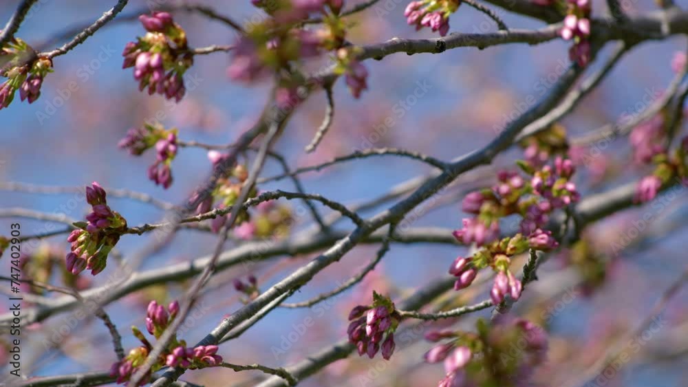 Close Up Of Pink Blossom Tree Branch, Sakura, During Spring Season