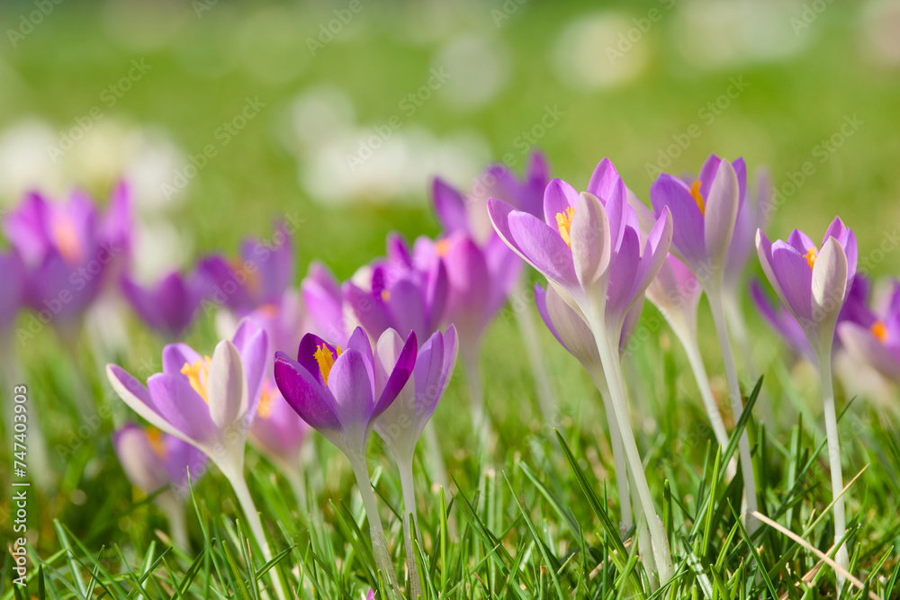 purple crocus flowers in the green grass purple crocus flowers in the green grass