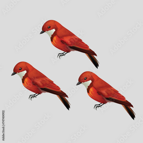 Colorful Icon set of Titmouse bird . Flat cartoon character design. Bird icon in different side of view. Cute titmouse template. Vector illustration isolated on white background