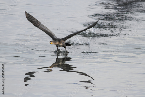 Big cormorant takeoff