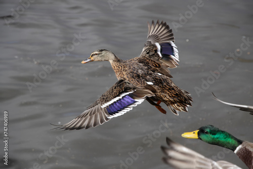 Wild female duck in flight