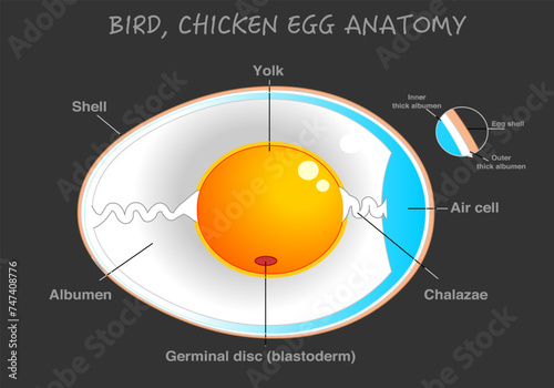 Bird, chicken egg diagram. Egg anatomy labeled. Cross section. Yolk, albumen, chalaza. Detailed birds, chickens reproductive system. Simple annotated. Dark, black background. Vector illustration