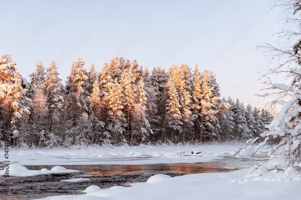 Fototapeta premium forêt ensoleillée et paysage enneigé
