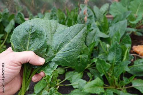 freshly harvested fresh spinach leaves, man subject organic and natural food