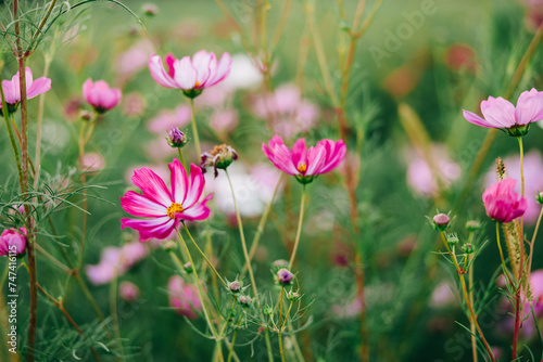 Flowers in a Field  © Felicia