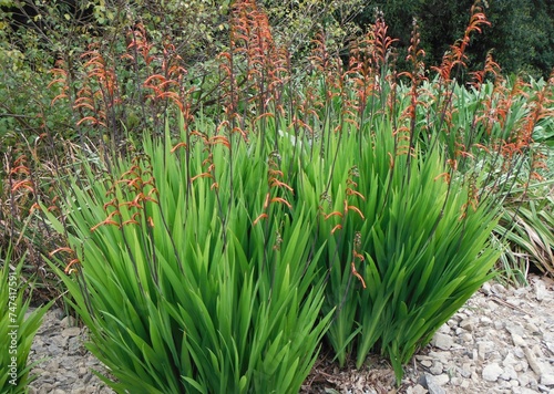 Chasmanthe floribunda, cobra lily, African flag flower photo