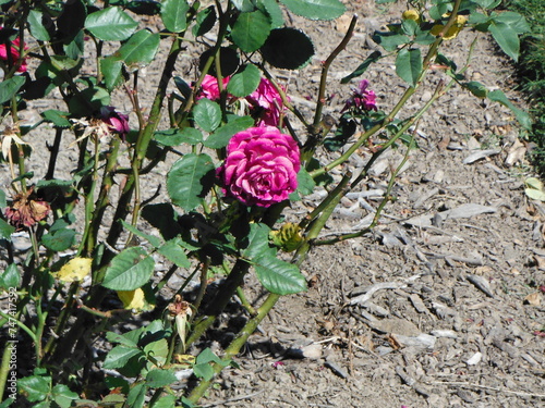 Old garden rose, French rose bush photo