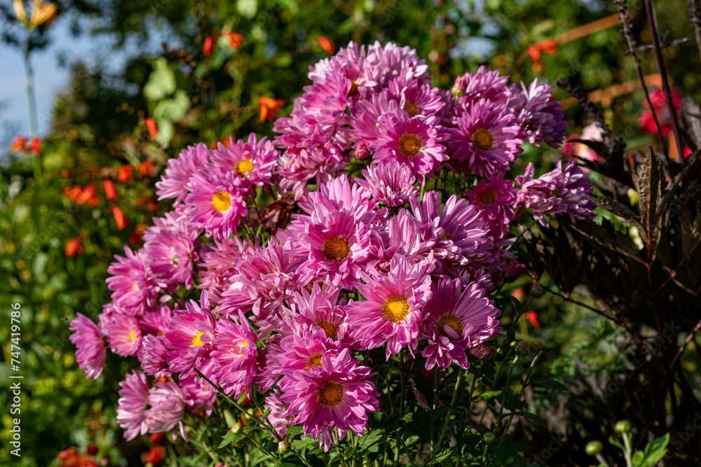 Obraz premium A variety of chrysanthemum plants.