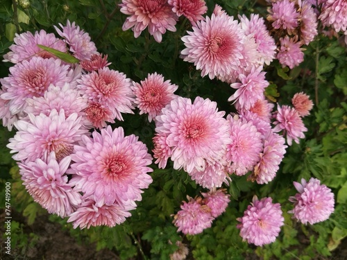 A variety of chrysanthemum plants. © I