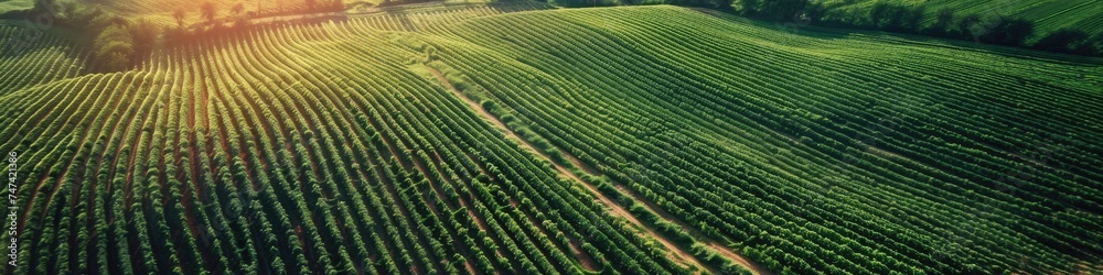 Aerial view of an expansive agricultural farm, view from sky, drone view. Aerial view of an expansive agricultural farm, view from sky, drone view.