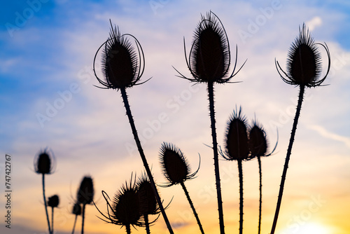 Silhouettes of dried Wild teasels (Dipsacus fullonum) a flowering plant with cones of spine-tipped hard bracts, prickly stem and leaves. Colorful blue yellow sky gradient background with light clouds. photo