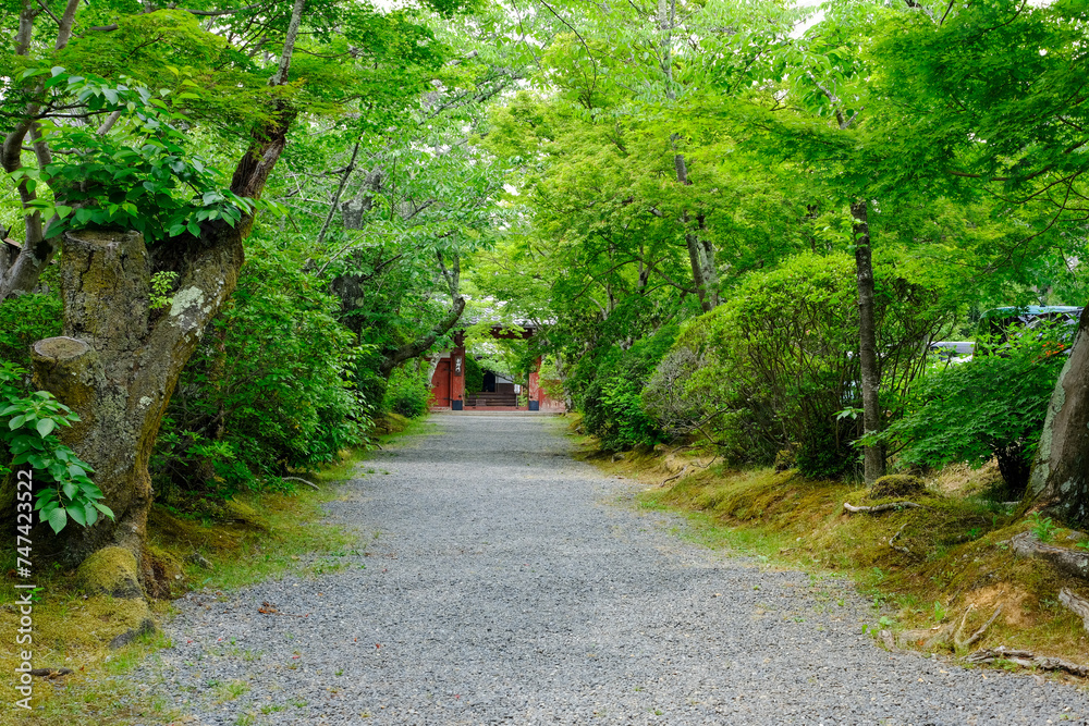 Fototapeta premium 京都鷹峯常照寺の参道