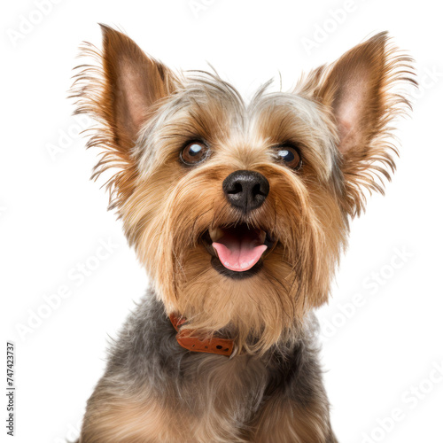 Cute Yorkshire Terrier breed dog isolated on transparent background,