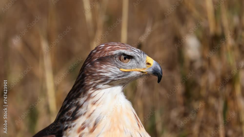Closeup of a Female Ferruginous Hawk Closeup of a Female Ferruginous Hawk