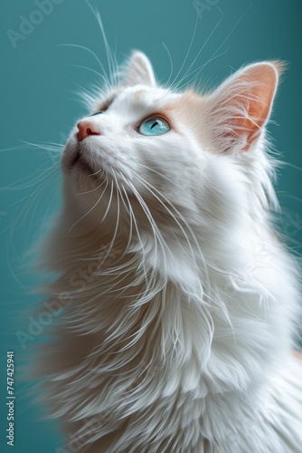 Adorable white cat with blue eyes and a fluffy tail, sitting and gazing curiously.