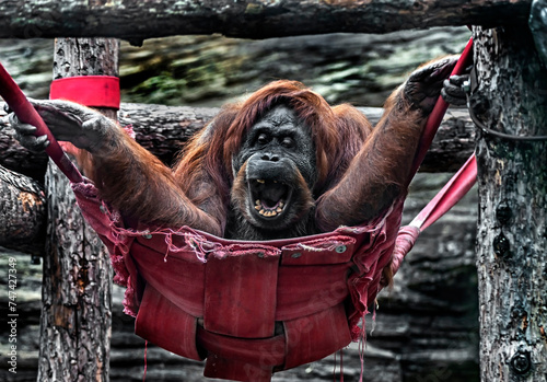 Bornean orangutan female in the hammock. Latin name - Pongo pygmaeus abelii	