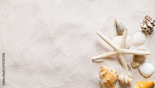 seashells and starfish on the sand