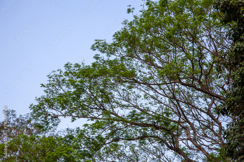 branches against blue sky branches against blue sky