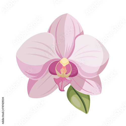 flower exotic pastel pink orchid